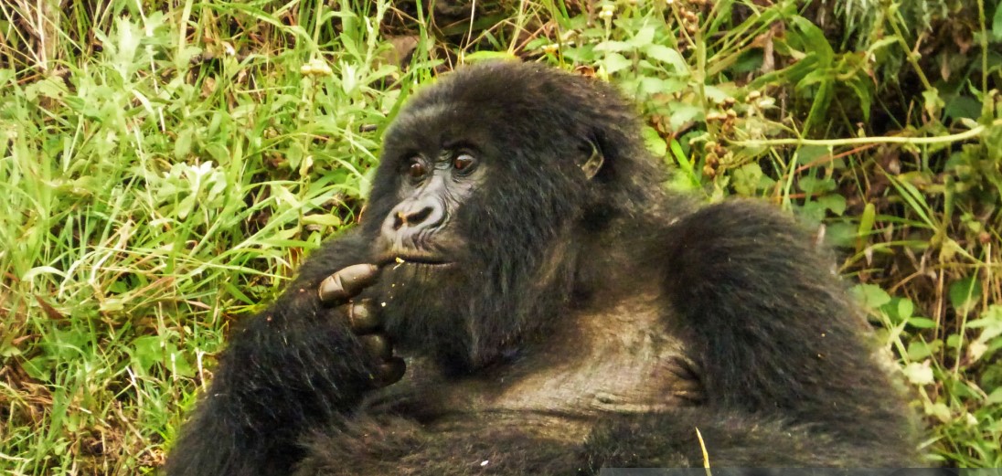 Majestic mountain gorillas in the lush forest of Mgahinga Gorilla National Park, Uganda, surrounded by vibrant greenery and misty mountains.
