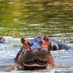 Lake Mburo National Park, Uganda, with rolling hills and diverse wildlife in view