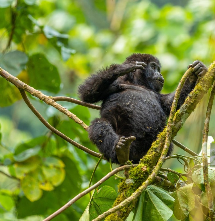 A group of tourists observing mountain gorillas in their natural habitat during the Gorilla Habituation Experience in Bwindi National Park, Uganda