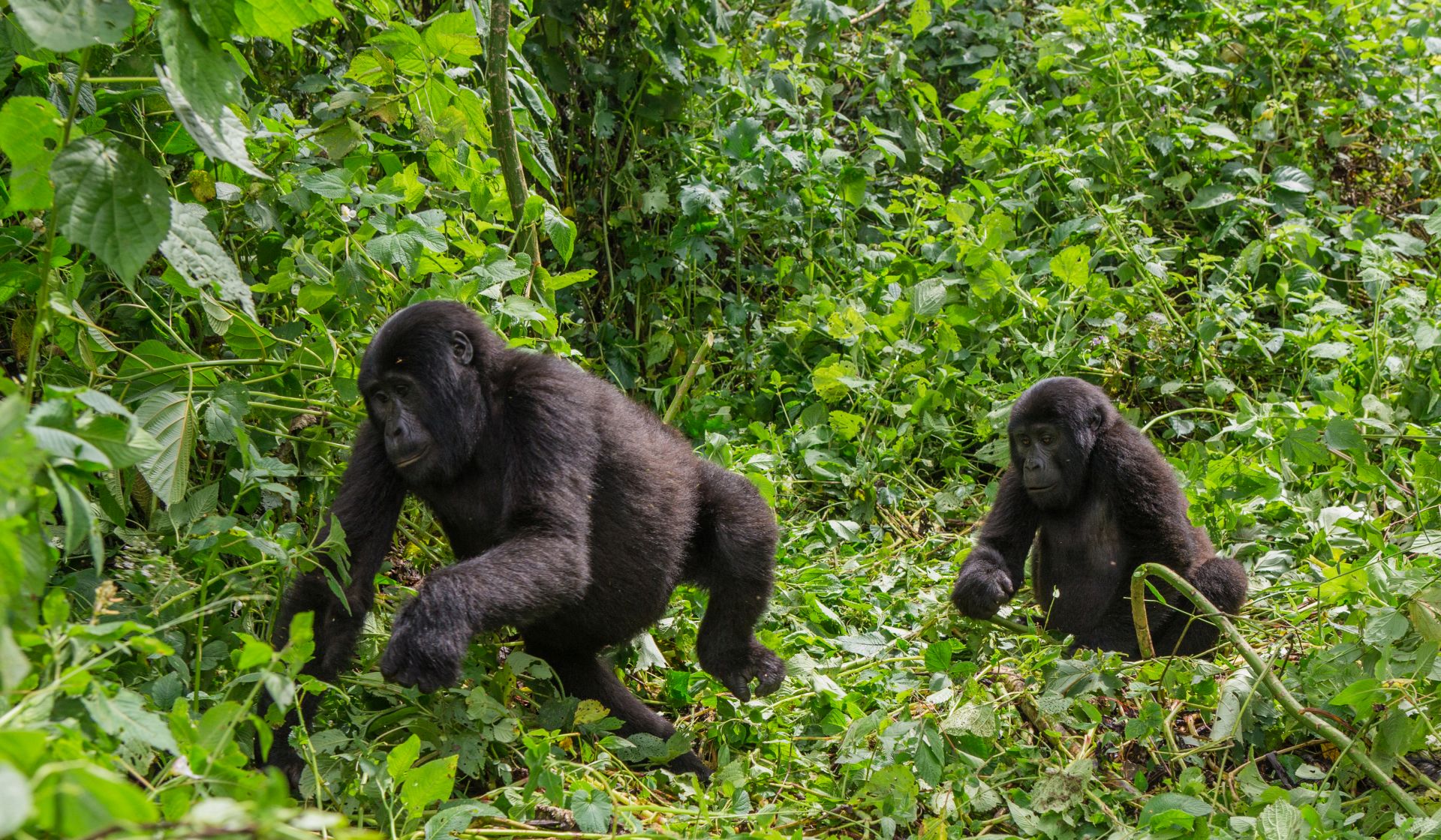 Gorilla family in lush Rwandan forest