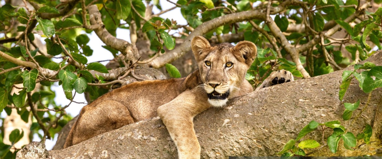 Elephants and hippos along the Kazinga Channel in Queen Elizabeth National Park, Uganda, surrounded by lush savannah and serene waters.