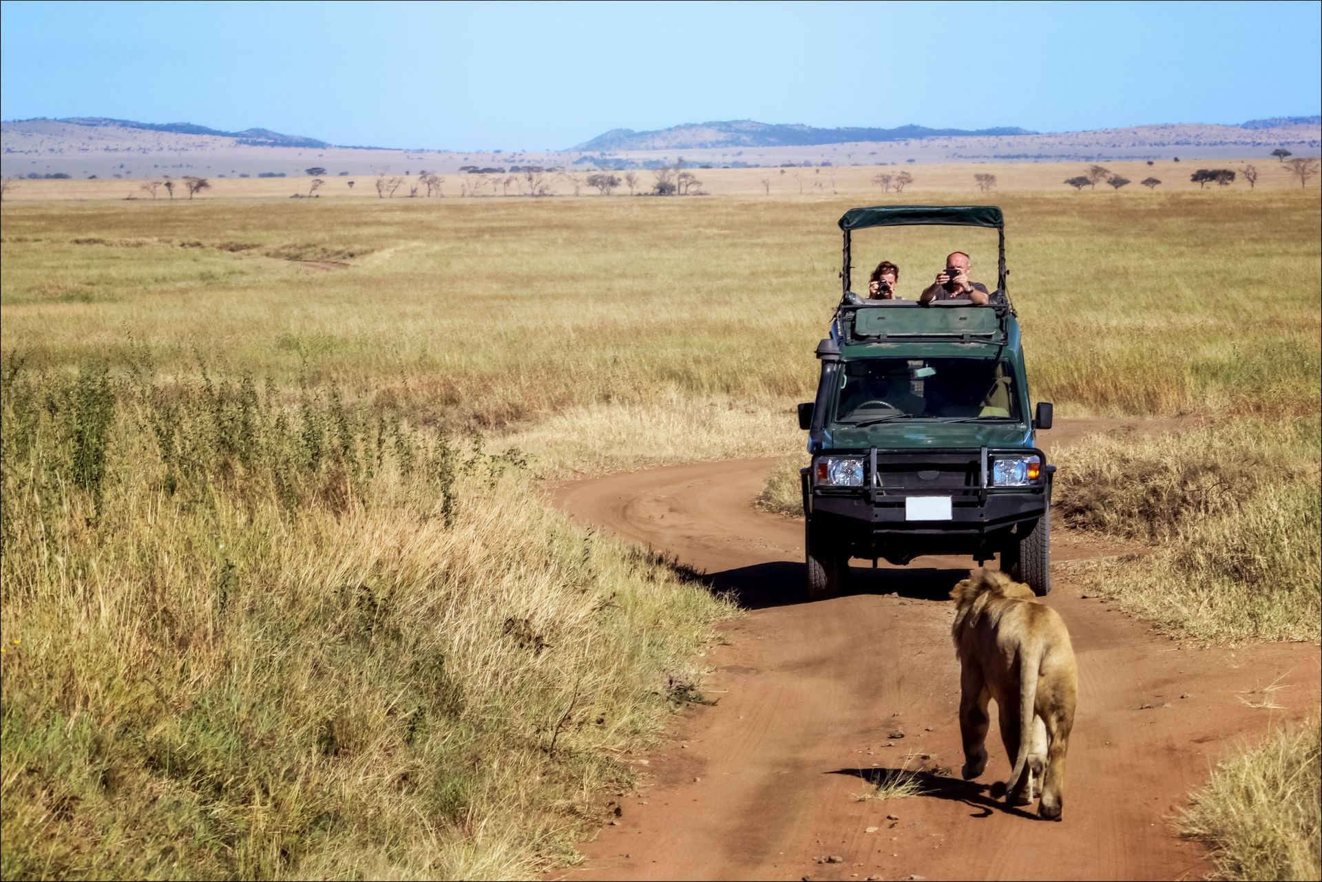Are there lions in Serengeti