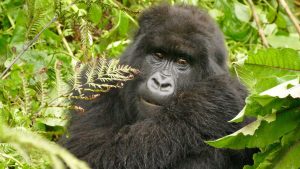 Bwindi Forest National Park Uganda Gorillas