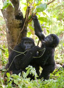 bwindi gorilla trekking