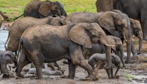 A group of elephants coming out of a dirty pond in a field under the sunlight at daytime
