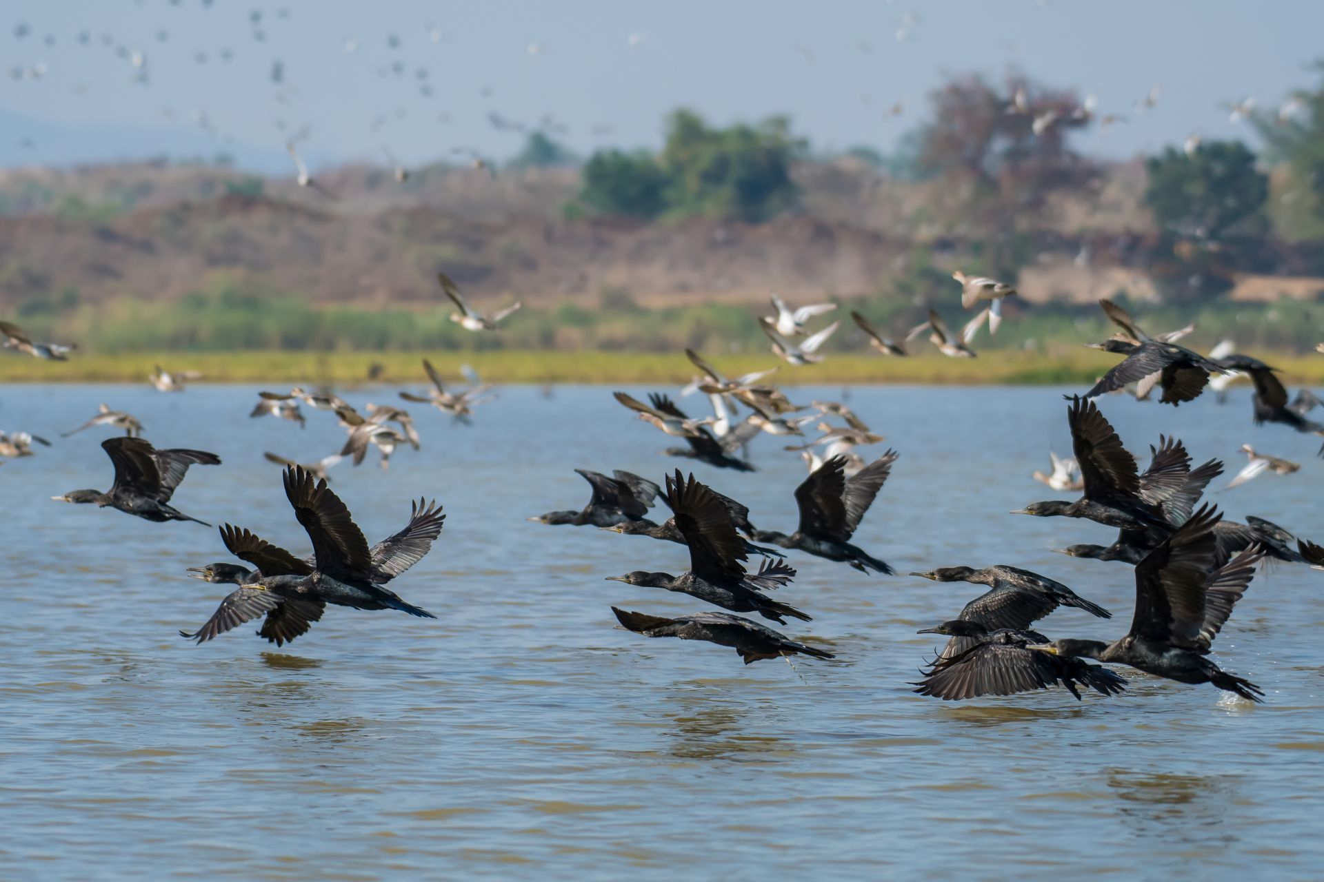 6 Days Saanane, Rubondo & Lake Victoria