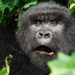 luxury gorilla tour East Africa adventure