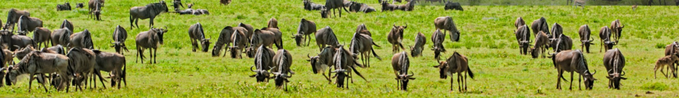 Tanzania wildbeast