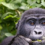 1 Day Uganda Gorilla Tour: An exhilarating adventure from Entebbe to Bwindi for an unforgettable gorilla trekking experience