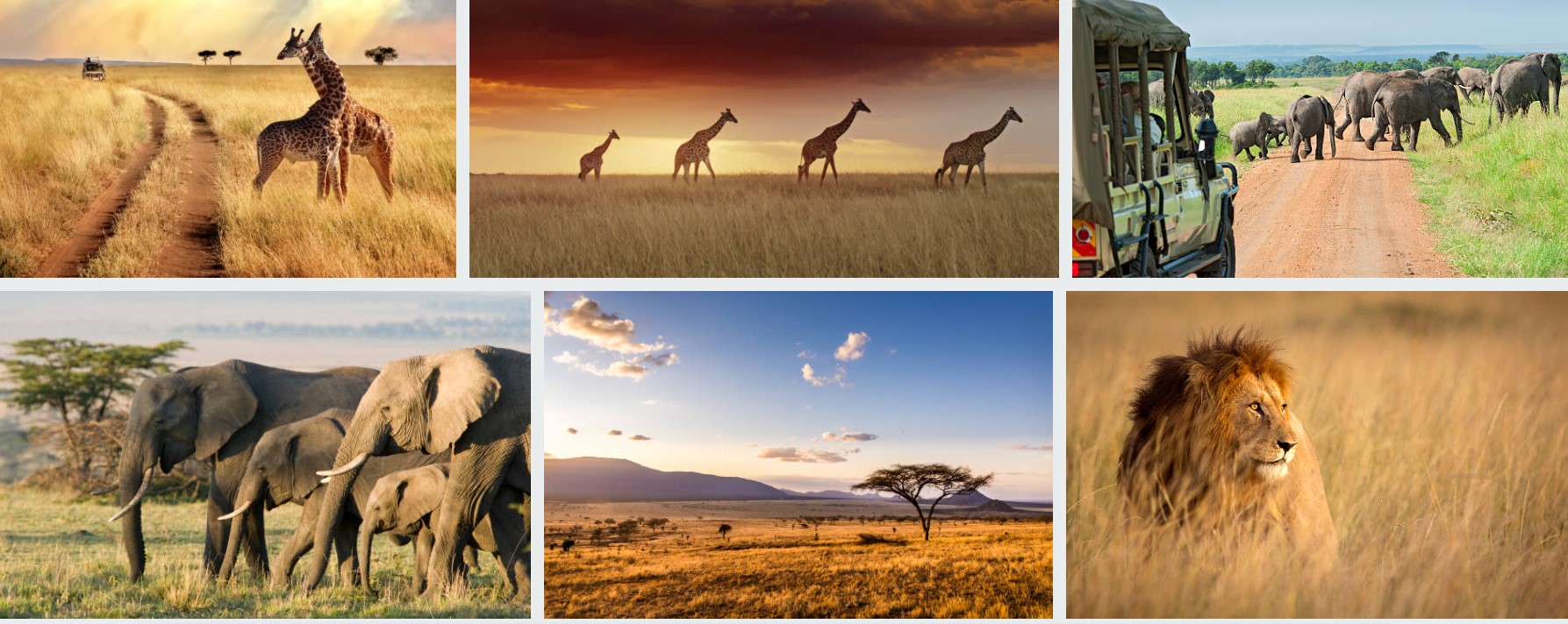 Kenya safaris showcasing diverse destinations and activities, featuring wildlife, scenic landscapes, and cultural experiences.