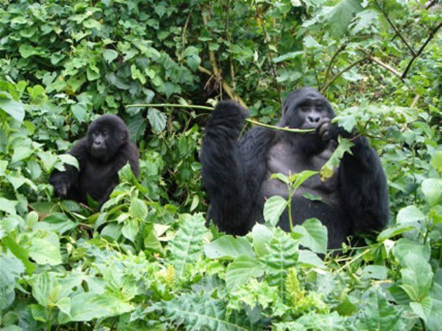 Mountain gorilla in Bwindi Impenetrable National Park