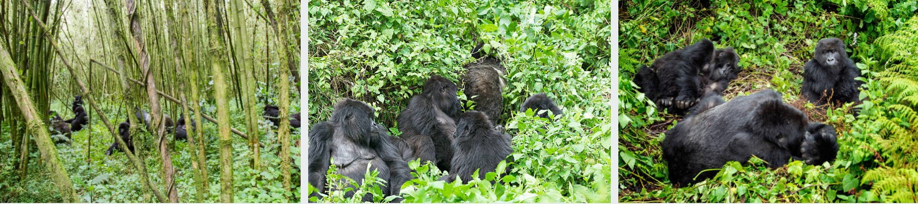 Gorilla habituation experience in Bwindi Forest National Park, Uganda, featuring a close encounter with a mountain gorilla in its natural habitat.