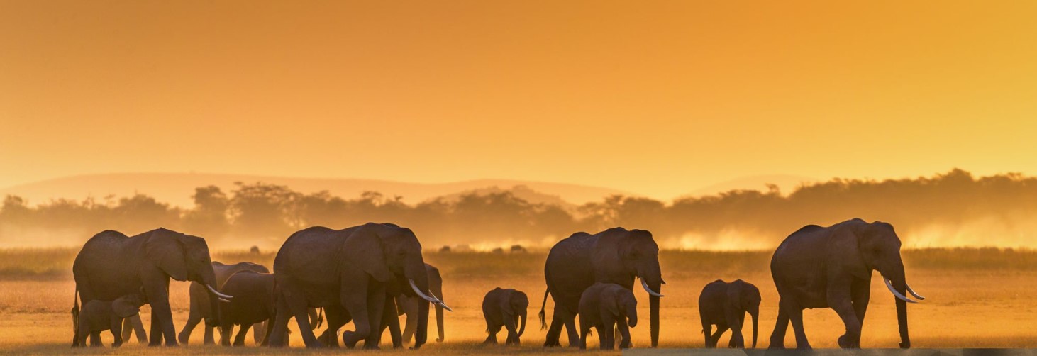 A sweeping view of Serengeti National Park showcasing vast open plains, a herd of wildebeest, and the iconic African sunset