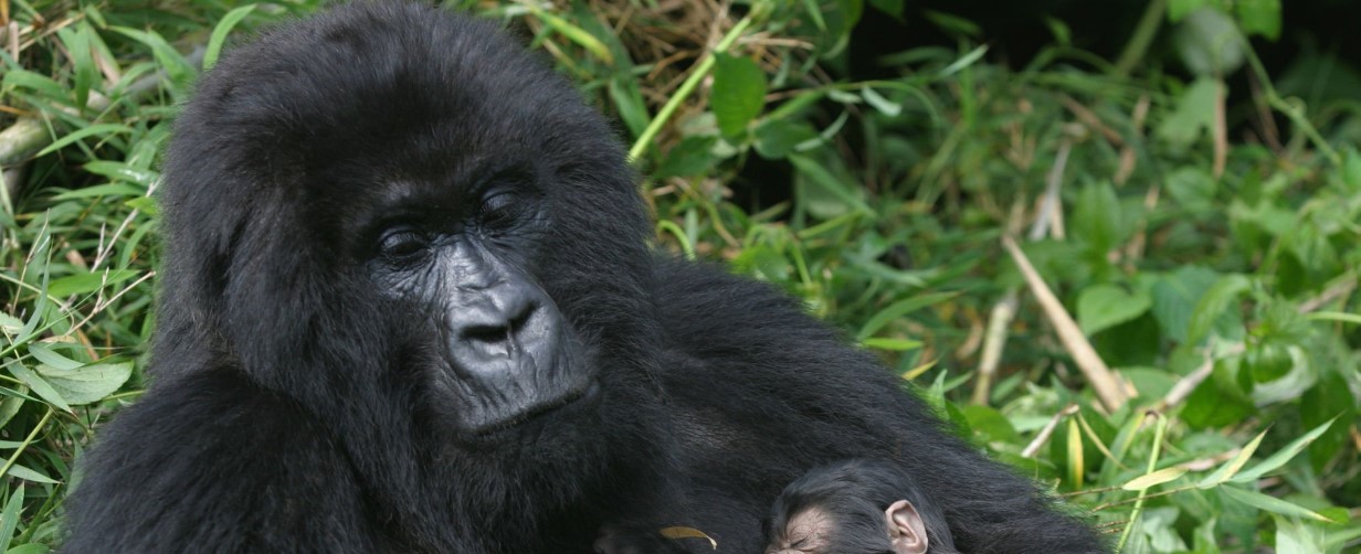 A group of adventurers on a Congo safari, surrounded by lush jungle and a mountain gorilla in the background.