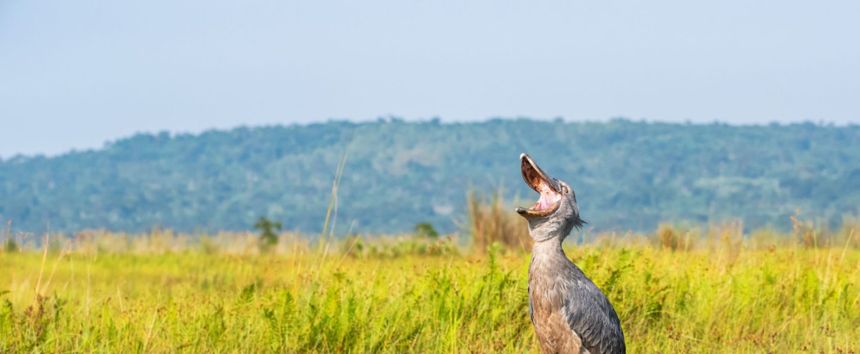 Birdwatching in Uganda ? Top Spots and Seasons