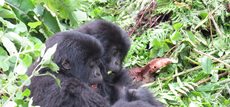 What to Pack for a Rwanda Gorilla Trek
