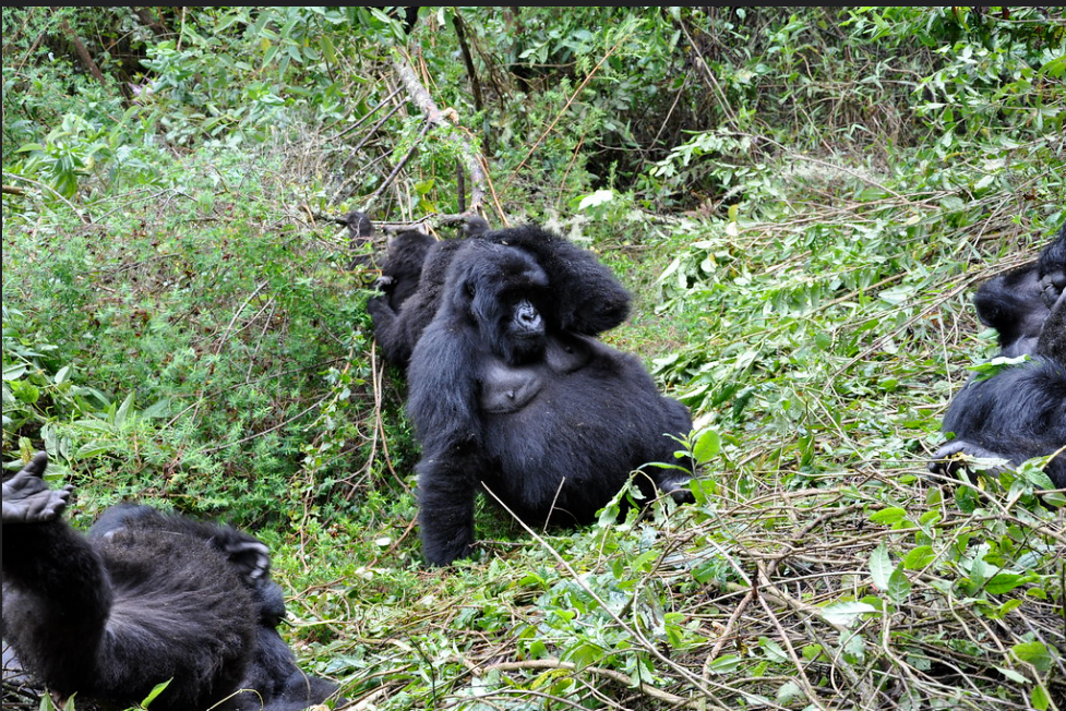 2 Day Gorilla Tour Rwanda