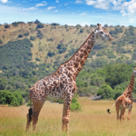 3-Day Akagera Safari: Big Five Wildlife Adventure in Rwanda