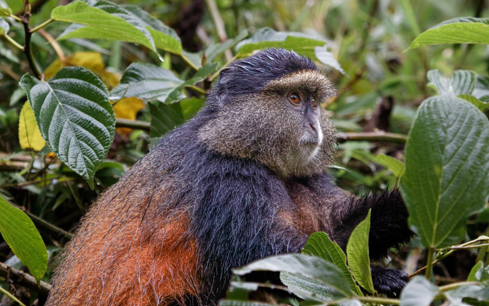 3 Days Rwanda Gorilla Tour and Golden Monkeys