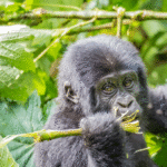 Gorilla Trekking in Rwanda & Dian Fossey Tour