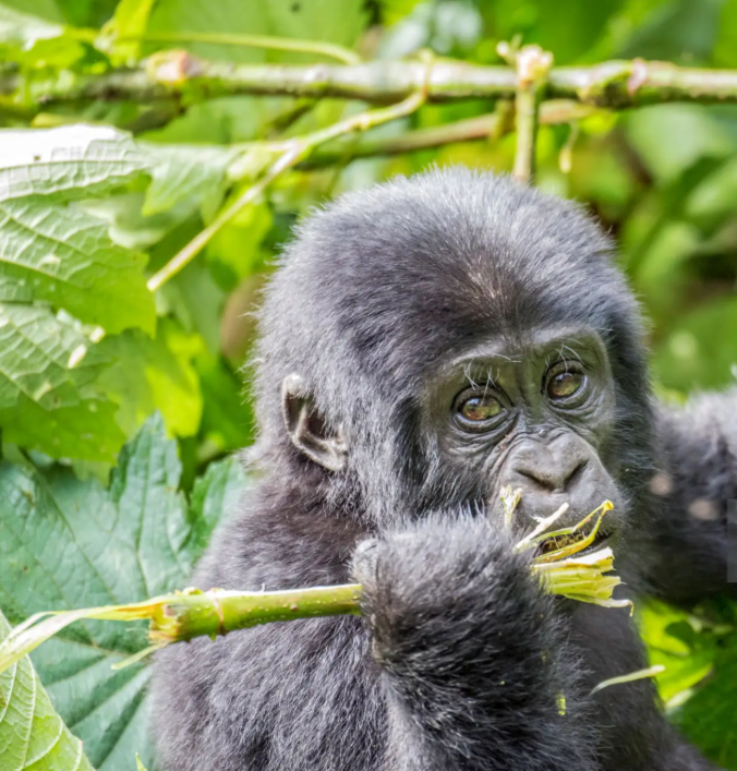 3 Days Rwanda Gorillas and Dian Fossey Hike