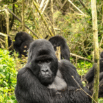 4-Day Rwanda primate and Golden Monkey Safari Tour