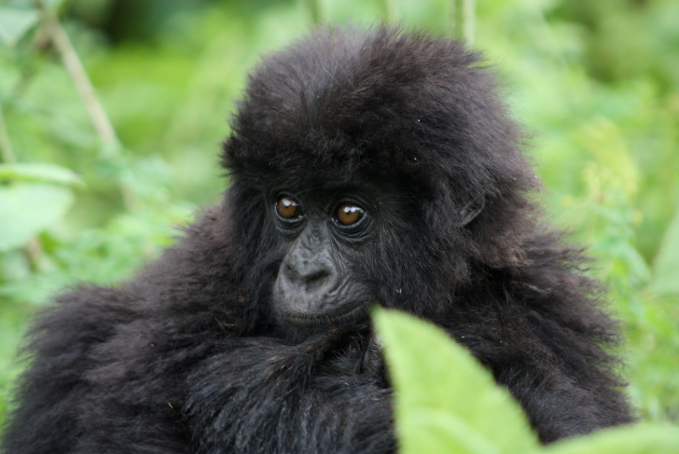 5 Days Gorilla Trekking Rwanda and Primates