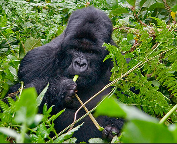 7-Day Gorilla Trekking Rwanda and Primates
