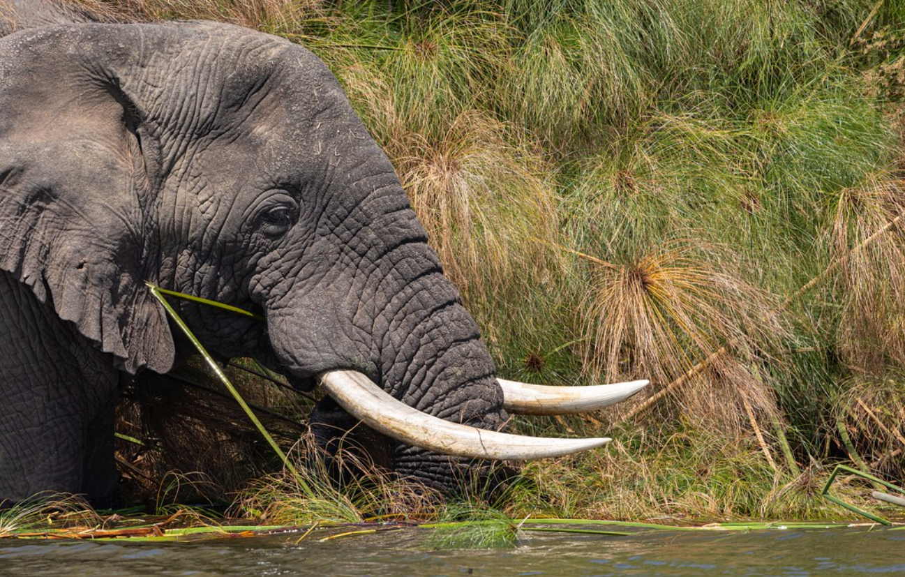 2 Days Akagera National Park Safari