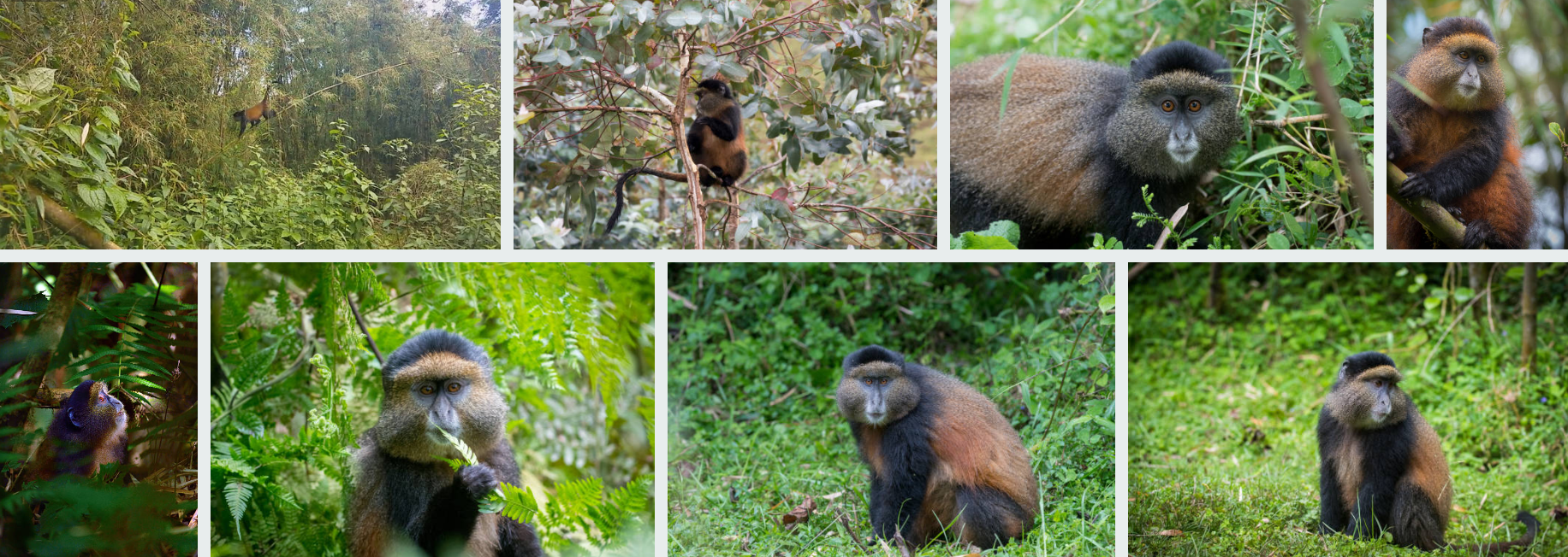 experience golden-monkey trekking in rwanda un forgotable adventure