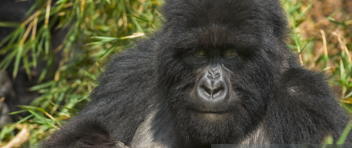 Discover the true Rwanda gorilla trekking difficulty level with expert tips on fitness, terrain, and preparation for this epic adventure