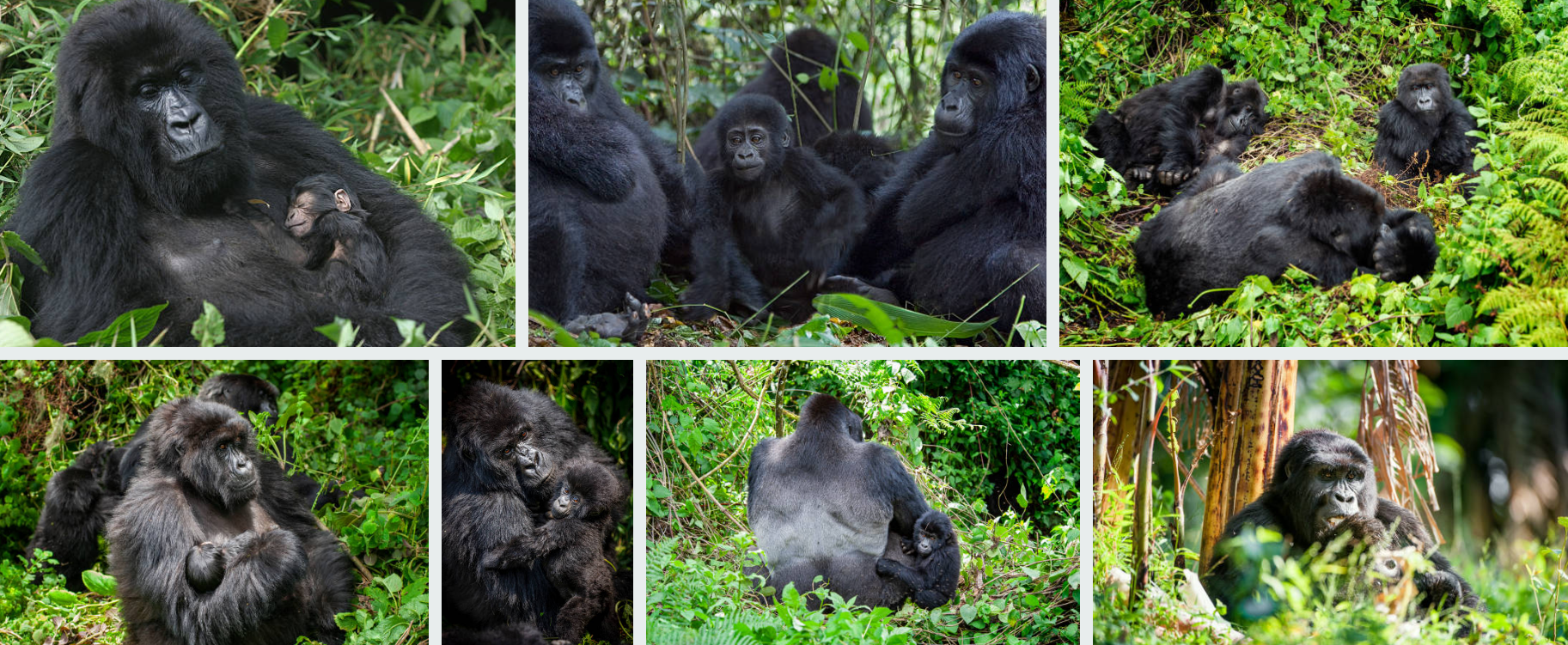 How Close Can You Get to Gorillas in Rwanda? Trekking Rules & Safety Tips