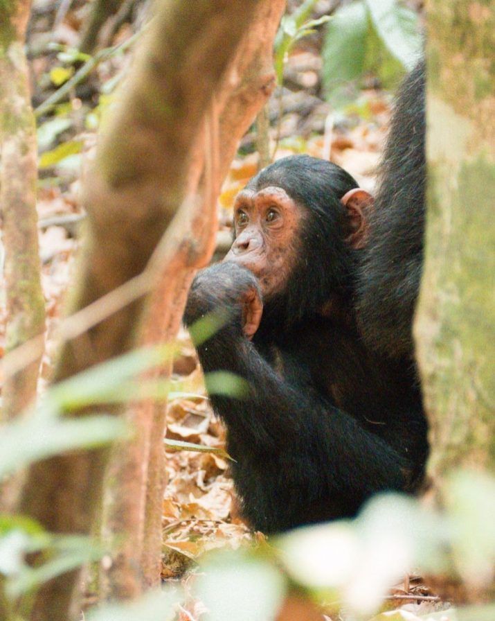 9 Days Rumanyika, Katavi & Mahale