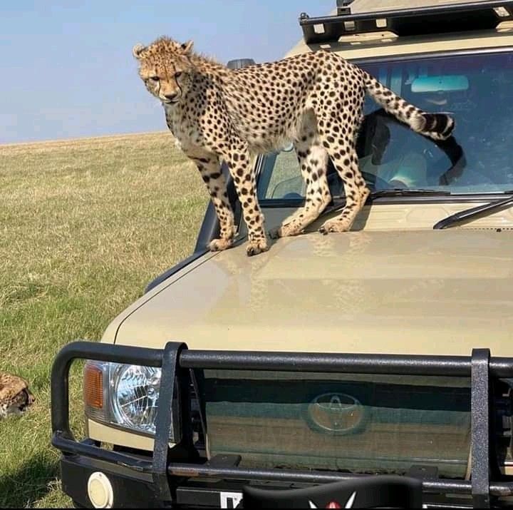 All-Inclusive Tanzania Safari Packages. Golden Hour Game Drives in Tanzania