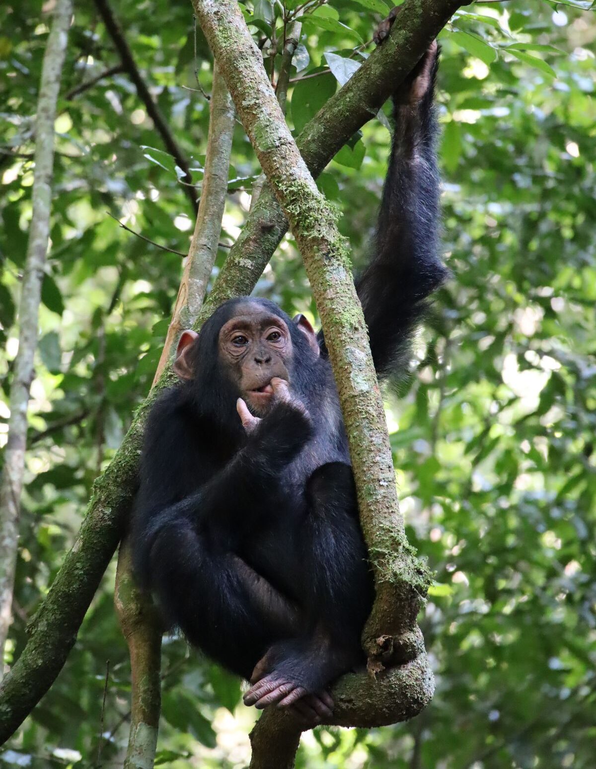 10 Days Mahale Immersive Chimp Experience