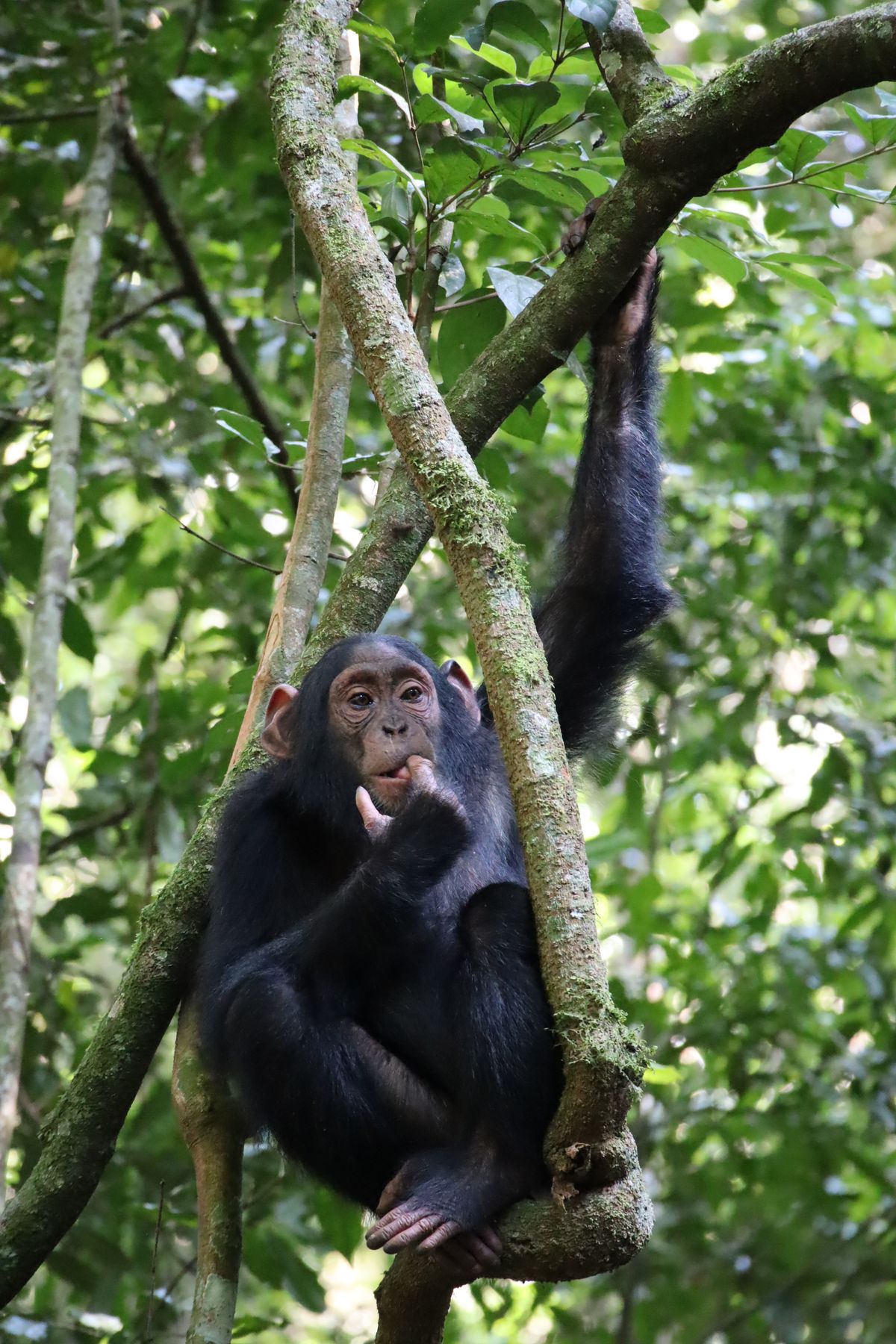 Chimp Trekking in Mahale Mountains