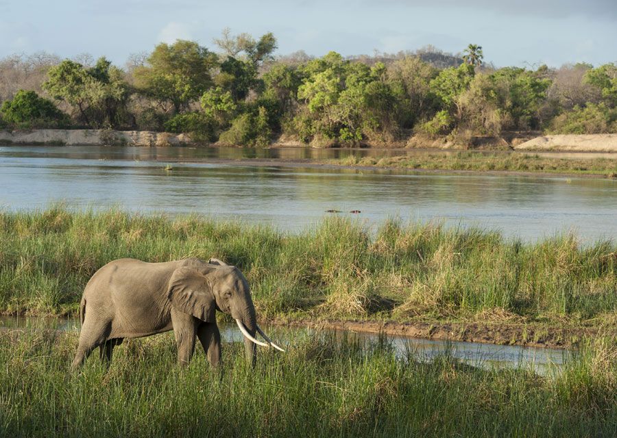 Selous Game Reserve elephants in Tanzania