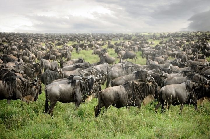 Great Migration Safari in Tanzania.June Tanzania Safari: Start of Peak Season