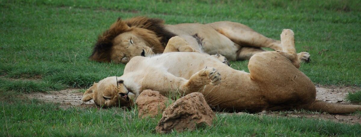 5 Days Nyerere–Mikumi