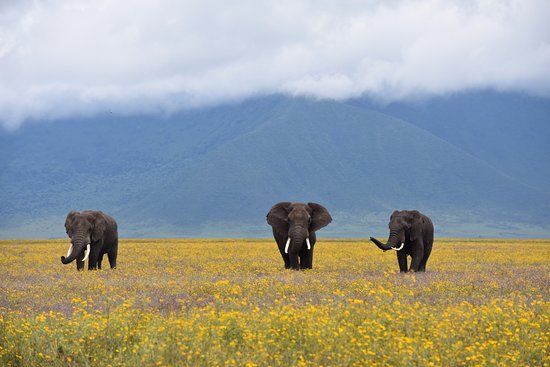 Altitude Sickness in Ngorongoro Crater