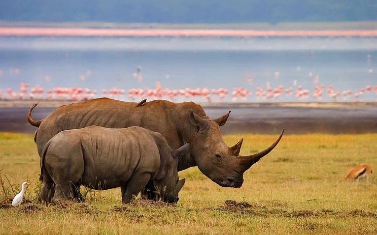 Rhino Tracking in Ngorongoro Crater