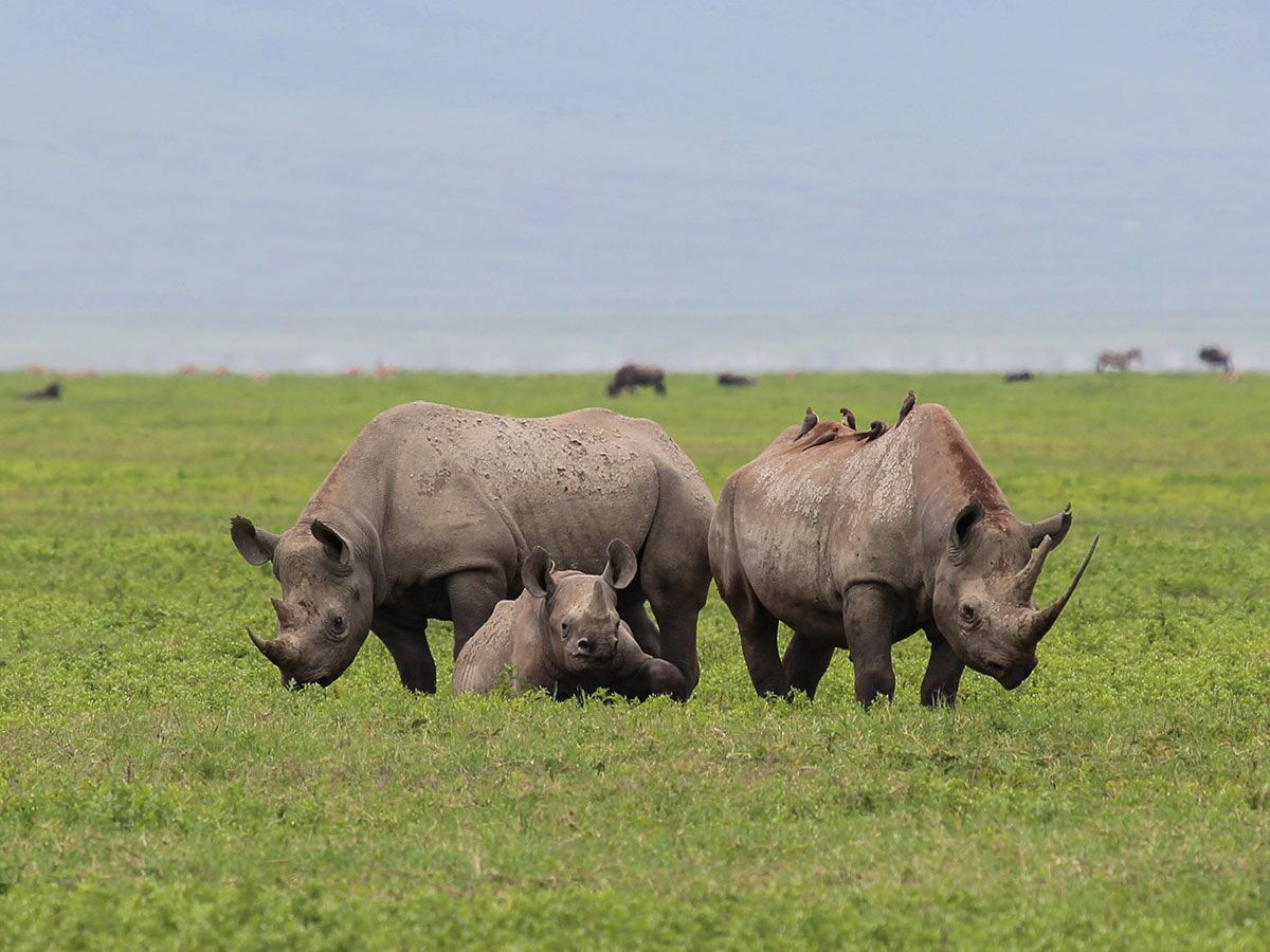 Rhino Tracking in Ngorongoro Crater