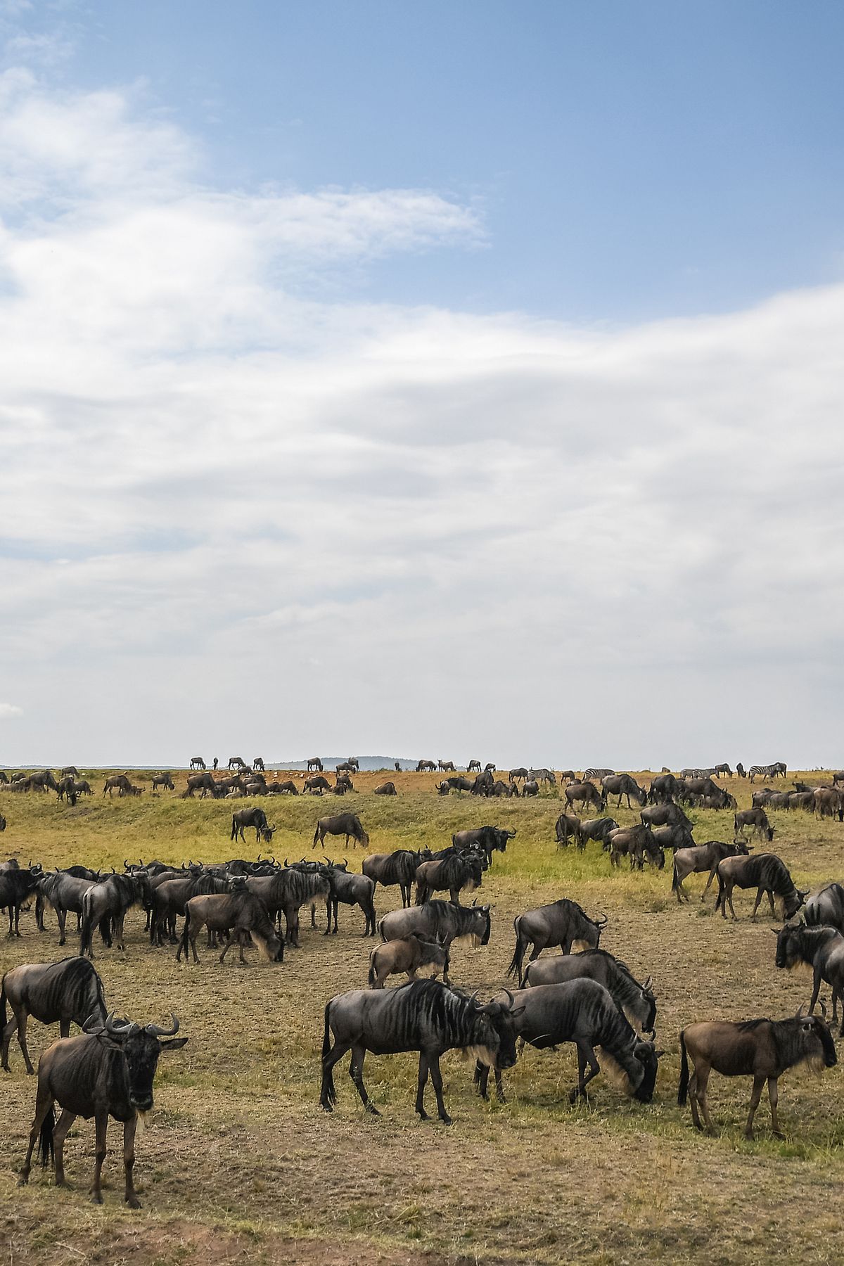8 Days Northern Serengeti Mara River Crossings