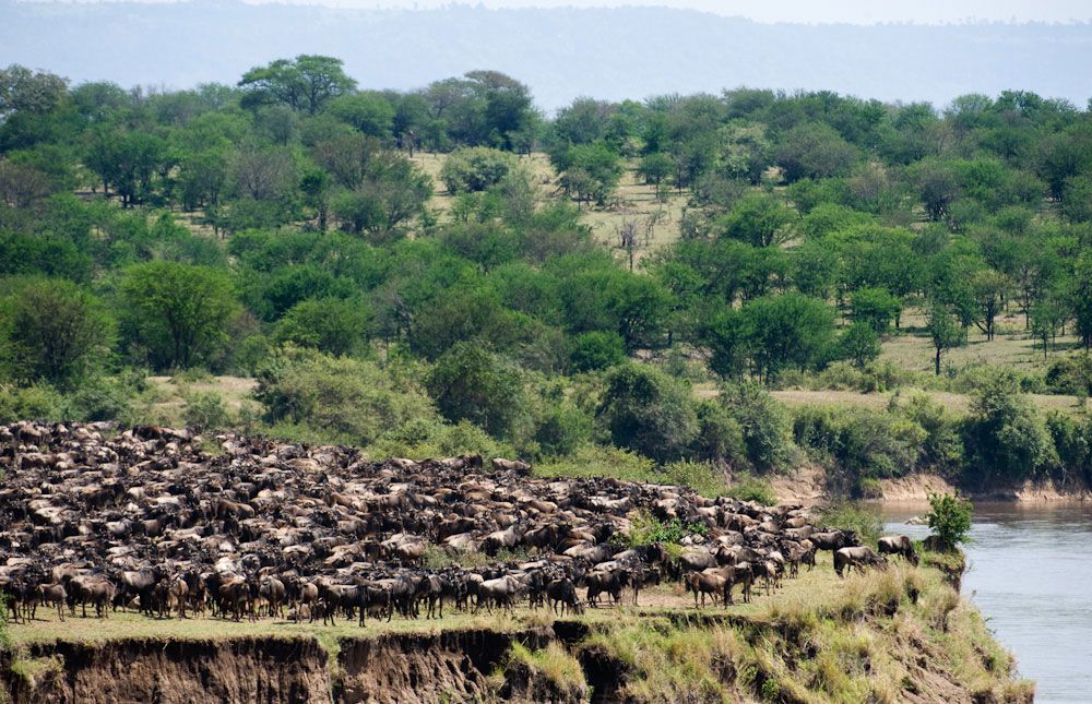 Great Migration Safari in Tanzania. Calving Season in Serengeti: When & Where to Visit