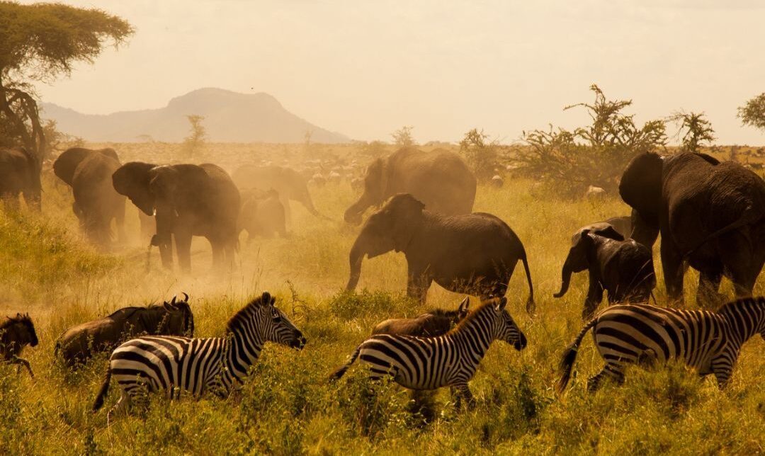 February Safari in Tanzania: Wildlife & Weather. July Serengeti safari
