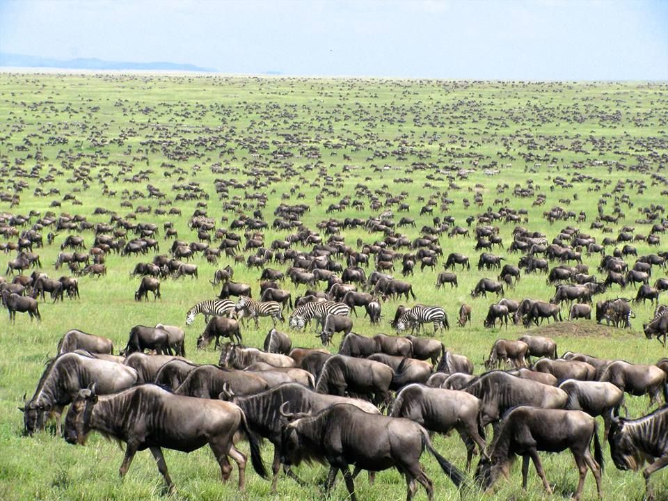 Tanzania Safari in January