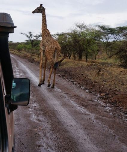 Explore the perks of a May safari in Tanzania—lush landscapes, fewer tourists, affordable rates, and active wildlife as the green season transitions into dry season.