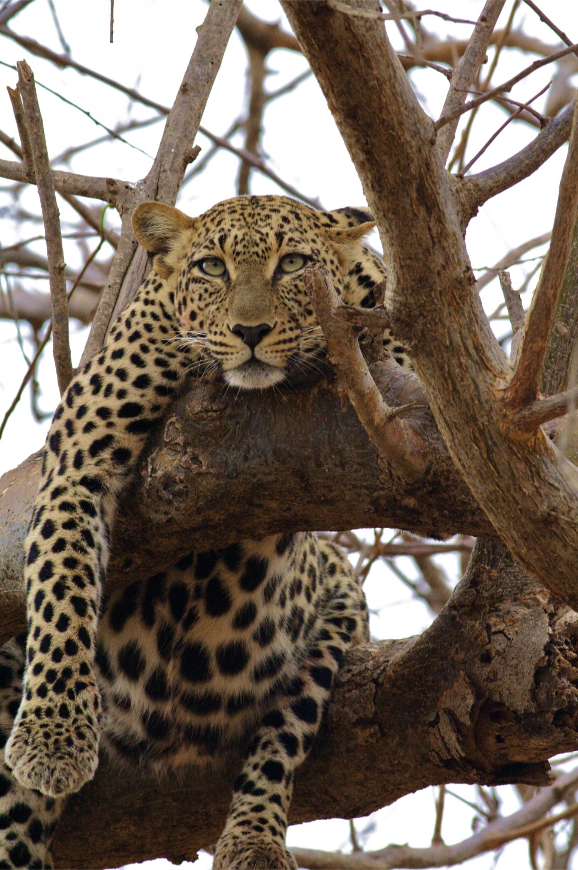 Are there leopards in Samburu