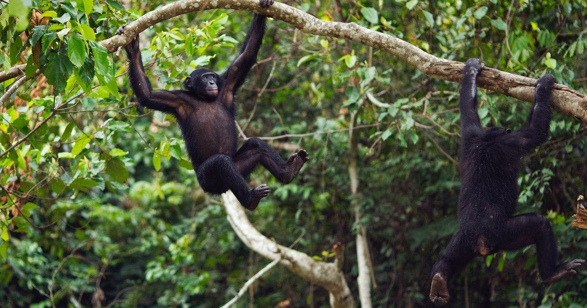 3 Days Gombe Chimpanzee Trek