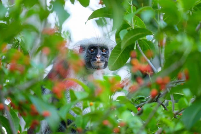 5 Days Zanzibar + Jozani Forest